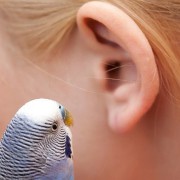 Hearing Loss related image